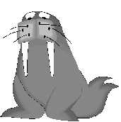 walrus